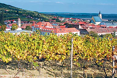 Vineyards Slovakia