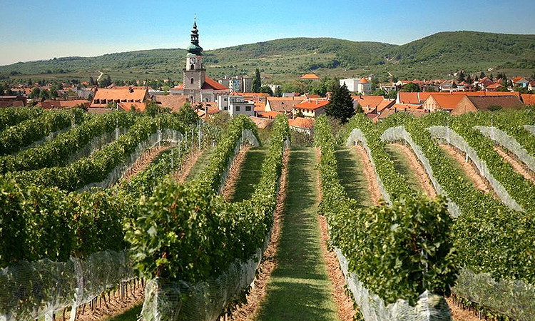 Vineyards near Bratislava