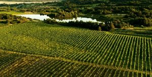 Vineyards Slovakia